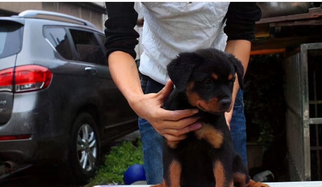 哪些适合家养的狗能保护主人,养哪种宠物狗不容易生病