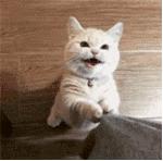 猫咪得了猫癣怎么治最有效,猫咪得了猫癣怎么治疗好得快一些