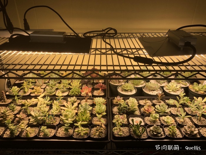 入了多肉坑又入了养鱼坑,多肉补光灯出坑