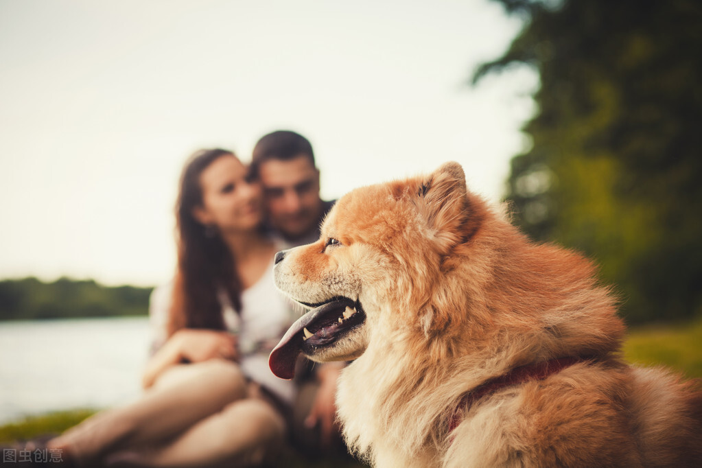狗狗咬人事件完整视频松狮犬,松狮犬咬人女主人为什么揪毛