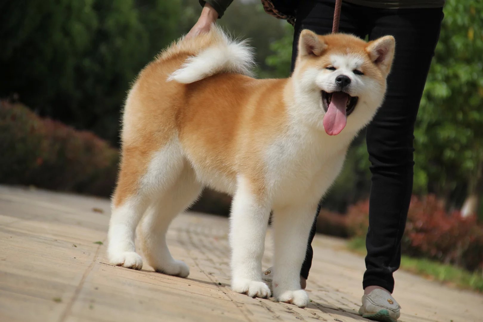 狗界中最通人性的5种狗,哪种狗最忠实护主又性格温顺