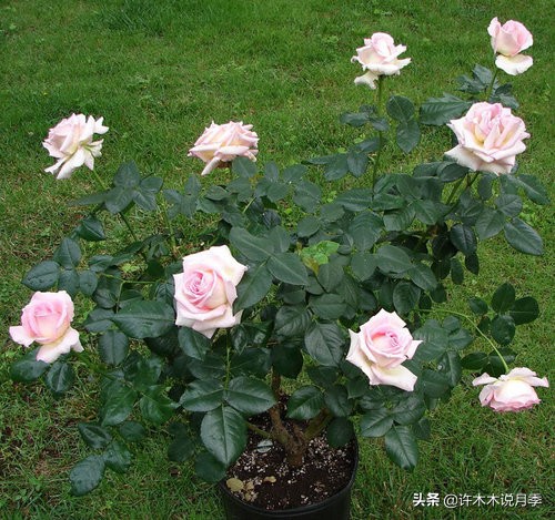 种了月季遇到下雨会不会淹死,月季被尿浇死怎么补救