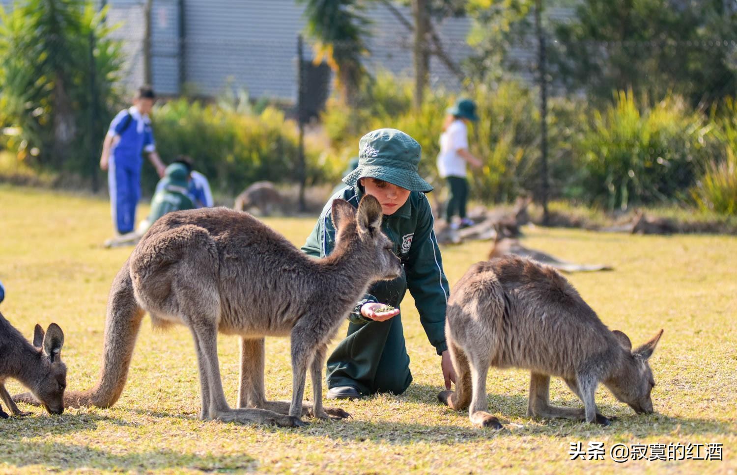 澳大利亚铁矿为什么这么丰富,澳大利亚卖铁矿收入