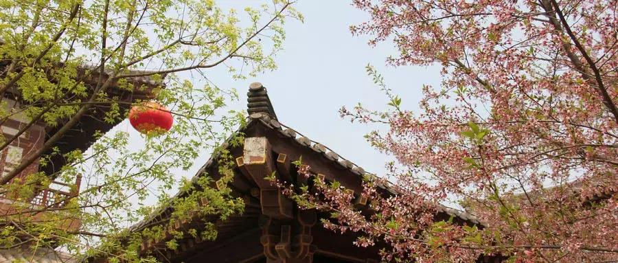 西安市青龙寺赏樱,西安赏樱花攻略