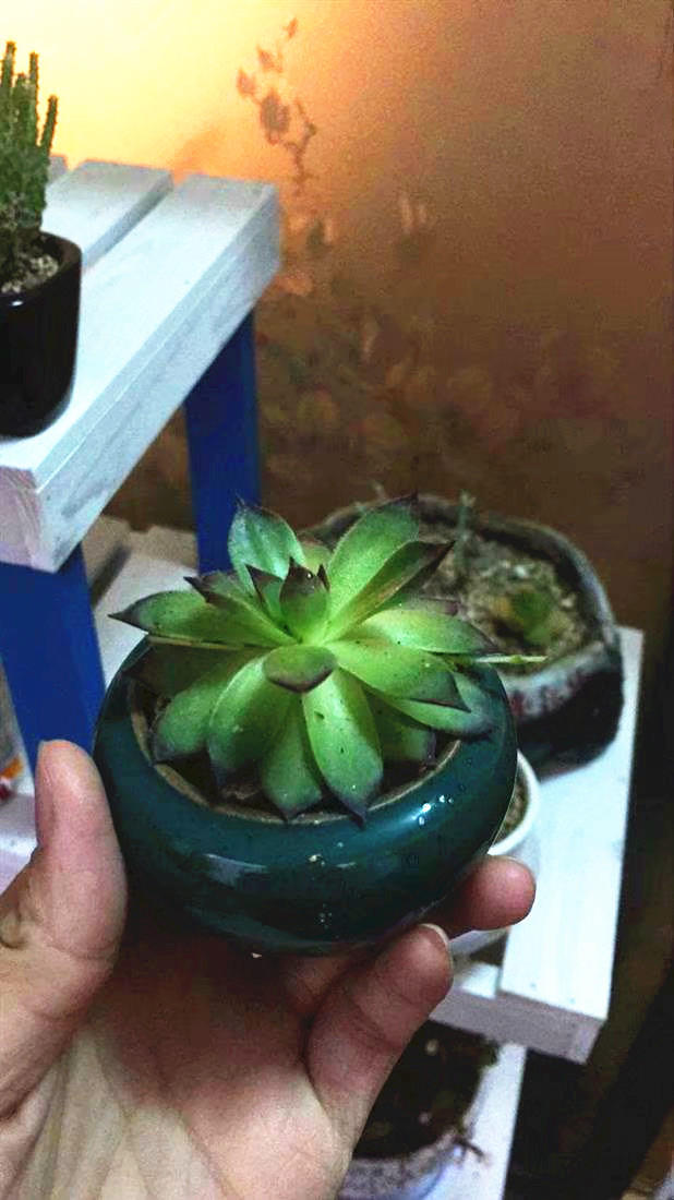 观音莲多肉怎么上盆好看,多肉观音莲叶片下弯