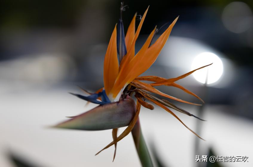 佳能rf85f1.2镜头值得买吗,佳能rf851.2与rf851.2ds测评