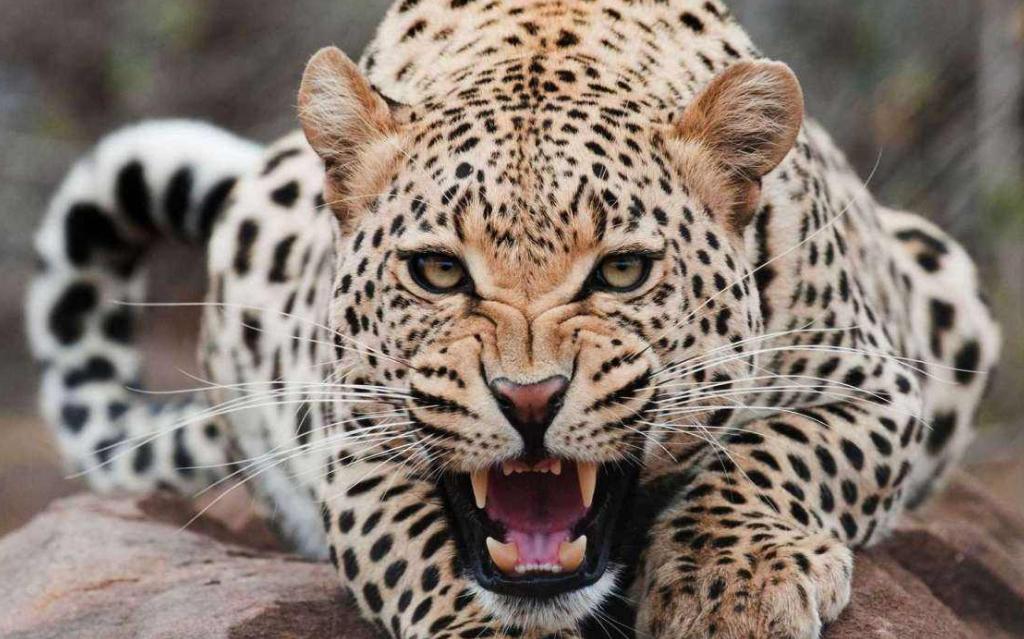 三虎出一豹三斑出一鹞,三虎出一豹代表什么