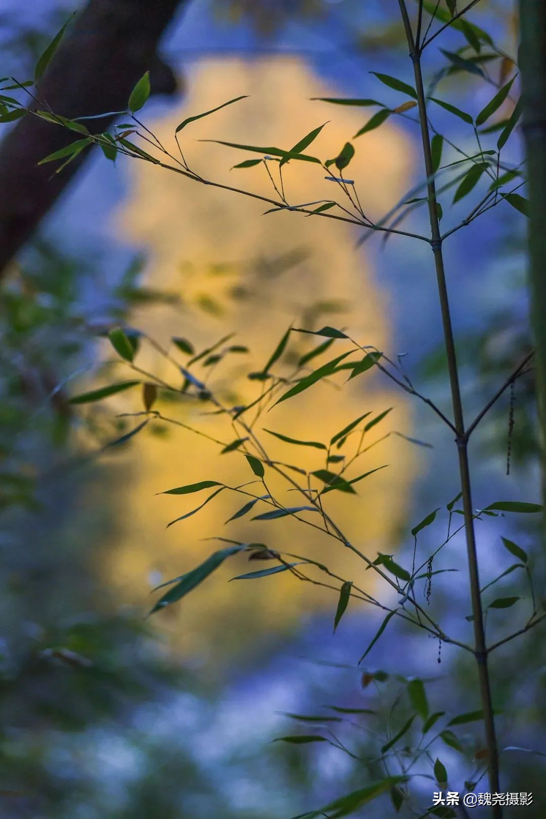 留坝秦岭之夜,留坝秦岭森林公园