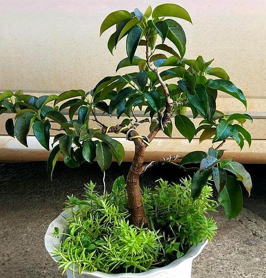 用泥炭酸性土养殖榕树可以吗,榕树盆景怎么养才能长得茂盛