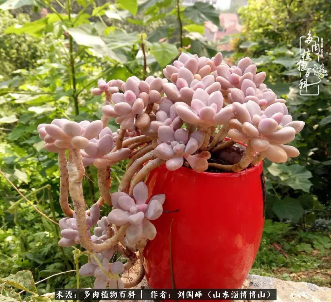 多肉植物大王叫我来巡山,大王叫我来巡山绿植