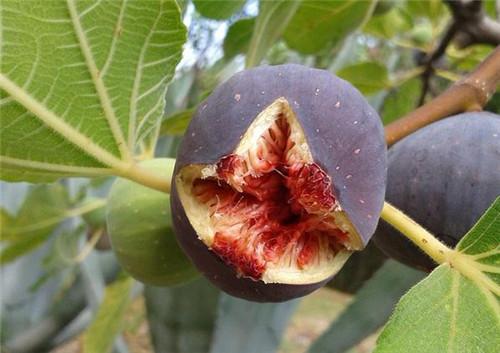 种无花果树怎么种植成活率高,无花果树怎么养才能结果子