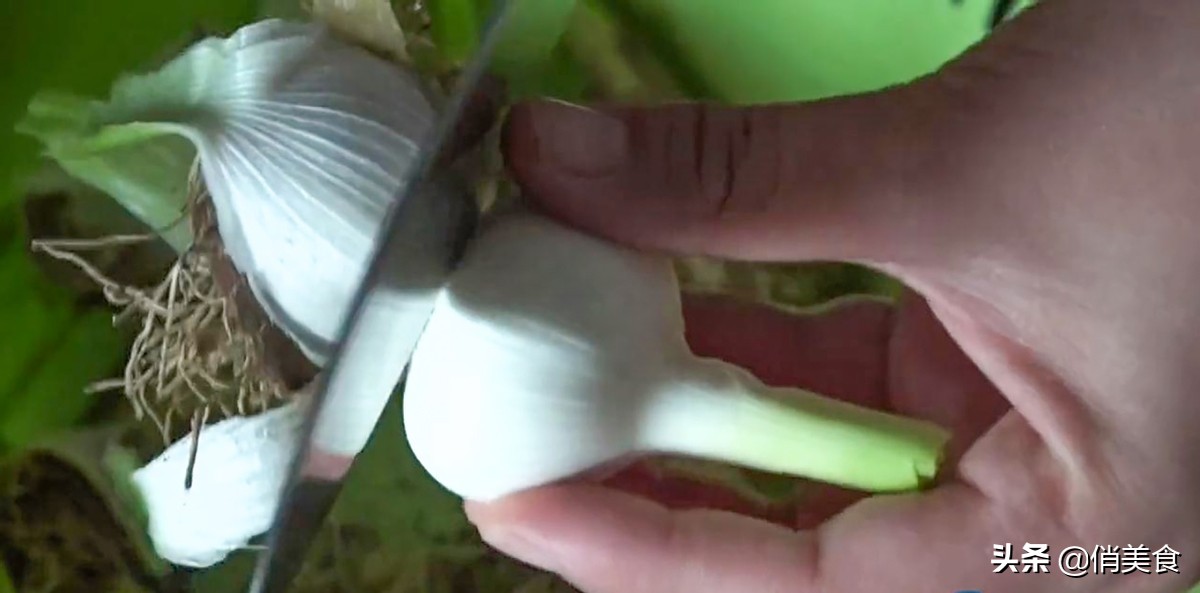 正宗糖醋蒜的腌制方法家常,糖醋蒜的正宗腌制方法