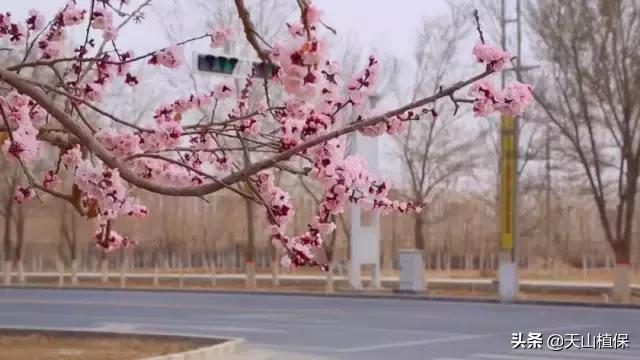 新疆的南疆图木舒克属于阿克苏吗,新疆图木舒克城市风景