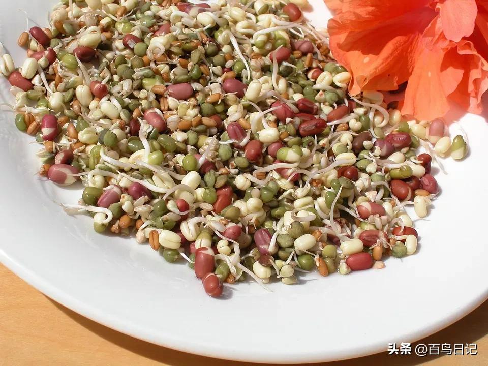 宠物鹦鹉吃什么食物最好,鹦鹉日常饮食怎么喂养最好