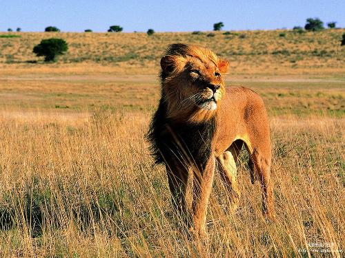 看了这，我终于明白了，为什么猫科动物能打败犬科动物？