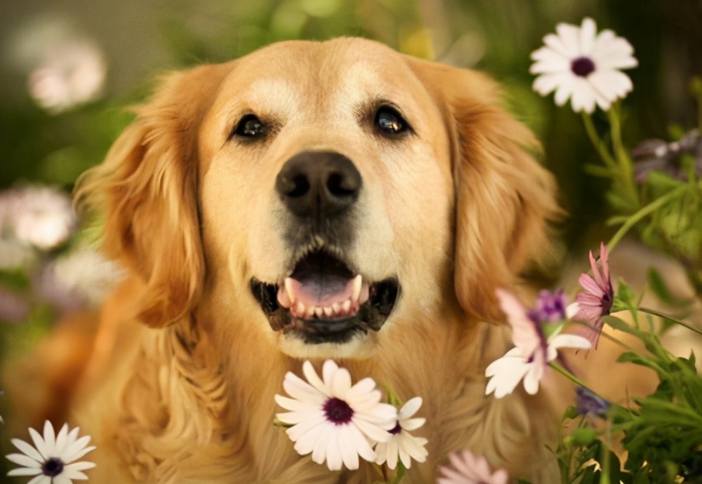 狗狗没了一只眼睛,狗狗只有一个睾丸正常吗