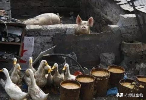 邻居搞养殖臭味太大怎么办,村里养殖猪屎臭味浓烈如何投诉