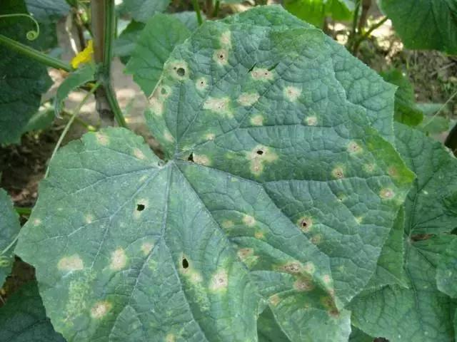 瓜类病害治疗药,瓜类主要病害有哪五条