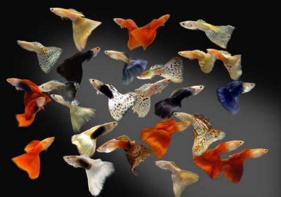 适合新手养的十大最耐活观赏鱼,十大适合新手养的漂亮观赏鱼