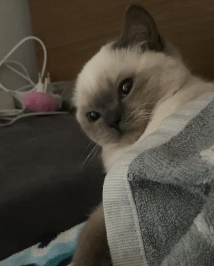 煤老板爆红完整版,煤老板ins