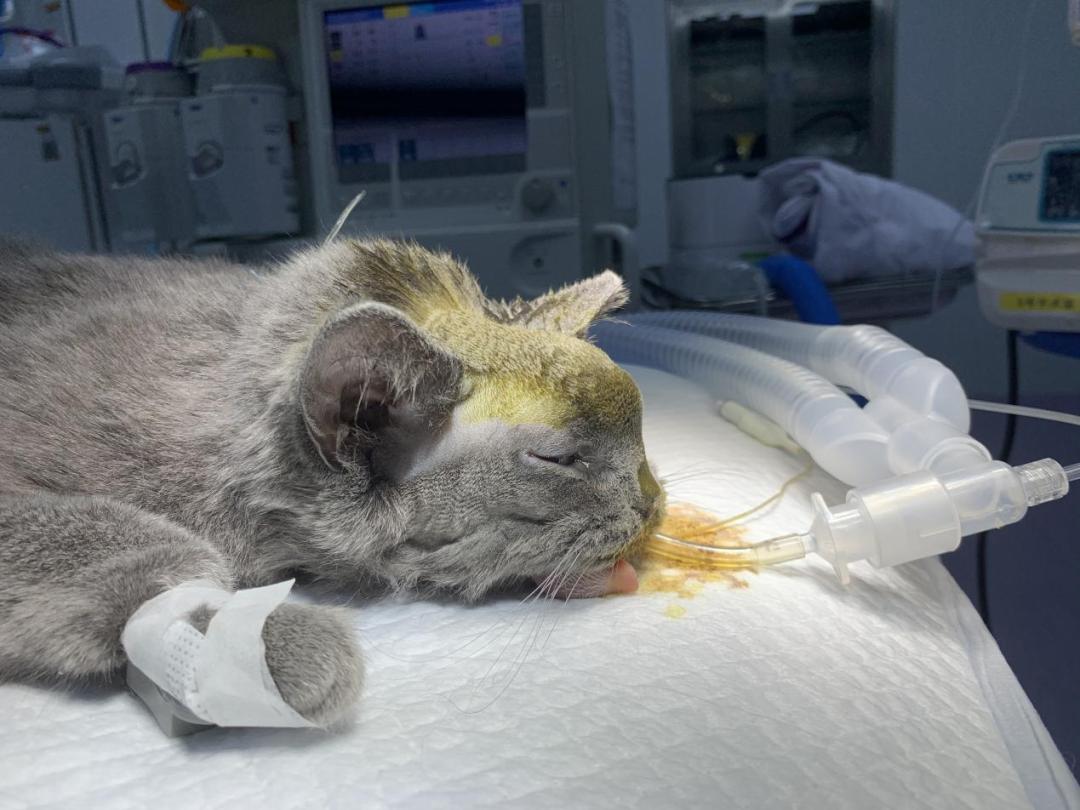 猫咪额头鼓起来软软的怎么回事,猫咪额头红怎么回事