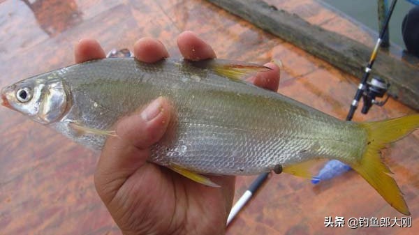 钓黄尾老是锚到黄尾是什么原因,钓黄尾鲴怎么避开小杂鱼
