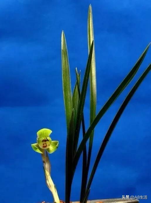 春兰名品兰花,春兰兰花名品图鉴