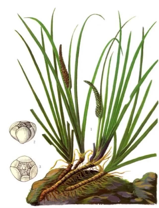 中医治疗耳鸣常用药,耳鸣和脑鸣的中医秘方