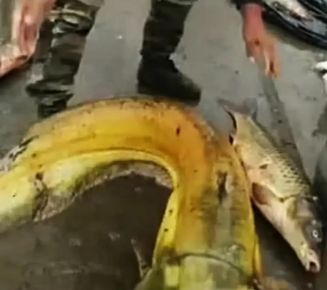 捕获巨型黄金鱼,山东捕获黄金鲶鱼