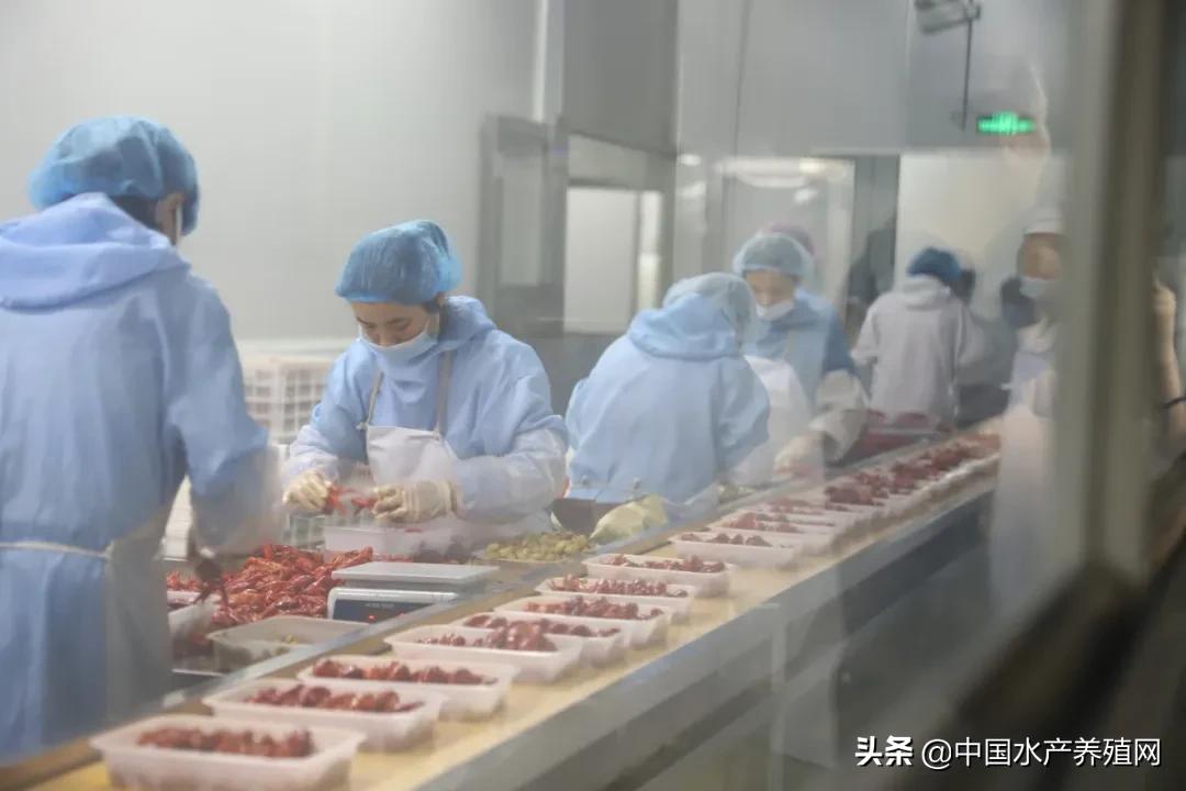 从0到1.5亿营收,小龙虾尾、调味虾迅速蹿红,使得这家小龙虾加工出口企业转内销后,不用再看国外脸色