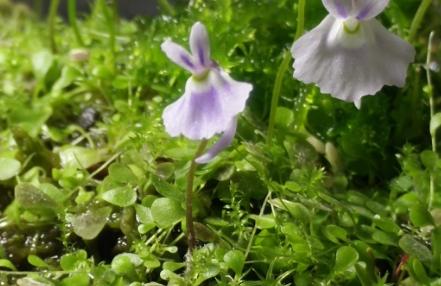 关于食虫植物的冷知识,哪种食虫植物效果好