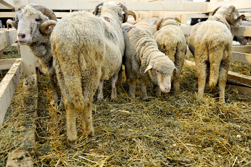 羊场驱蚊虫的最好方法,羊场驱除蚊蝇的7种小方法
