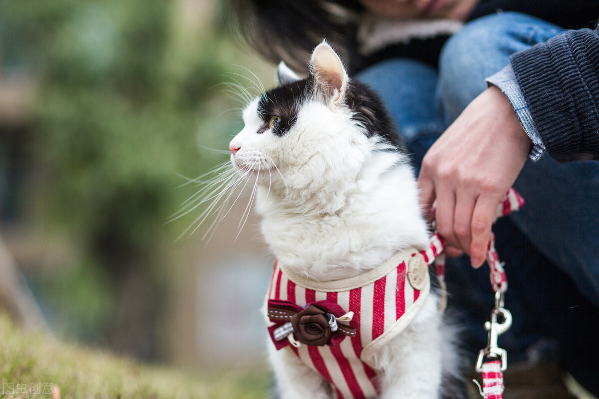 甯歌鐨勪竷绉嶄腑鍗庣敯鍥尗闆呯О,涓崕鐢板洯鐚彜浠ｇ殑闆呯О鏈夊濂藉惉