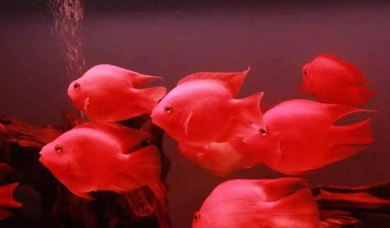 鹦鹉鱼突然变白打蔫怎么救治,鹦鹉鱼变黑怎么回事怎么治疗