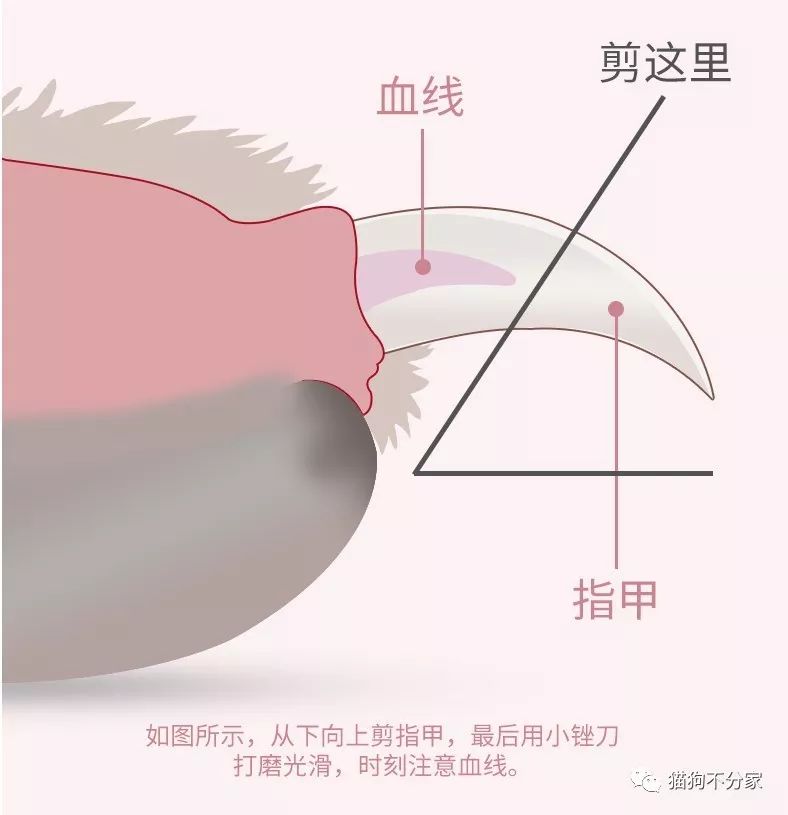 狗狗指甲断了流血怎么办,狗狗指甲血线过长怎么办