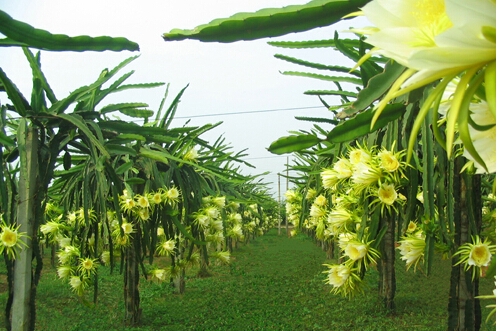 火龙果苗的种植方法,火龙果插杆种植方法