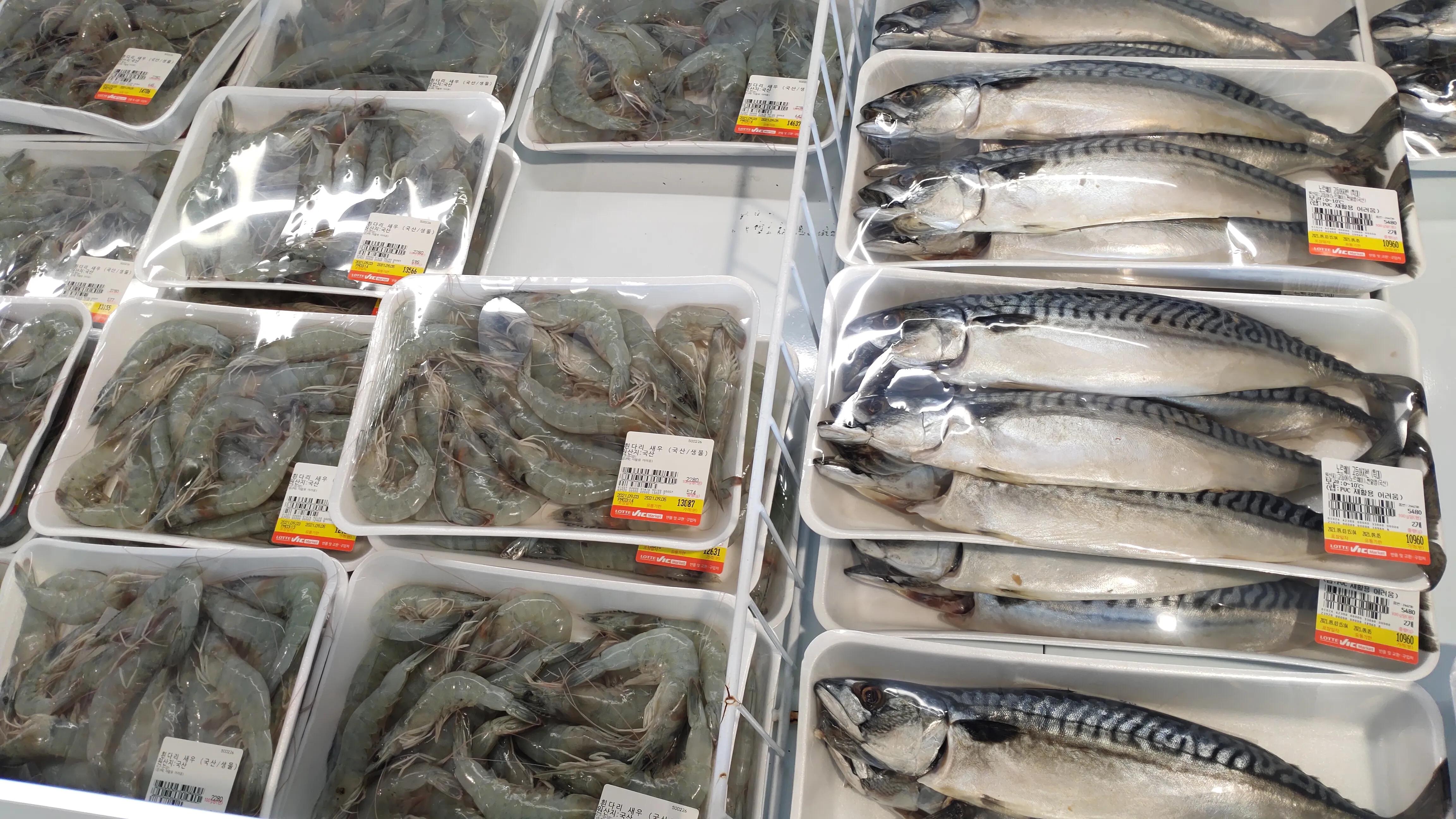 首尔layered咖啡,首尔很多萨摩耶的地方