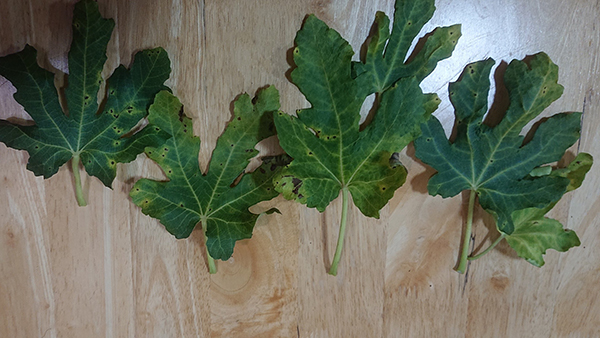 施肥多了植物枯萎怎么办,施肥过多叶子蔫了怎么办