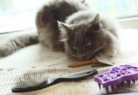 猫咪呕吐的原因及治疗办法有哪些,猫咪呕吐糊状猫粮怎么办