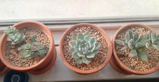 多肉如何养不褪色的方法,多肉养得褪色了怎么回事