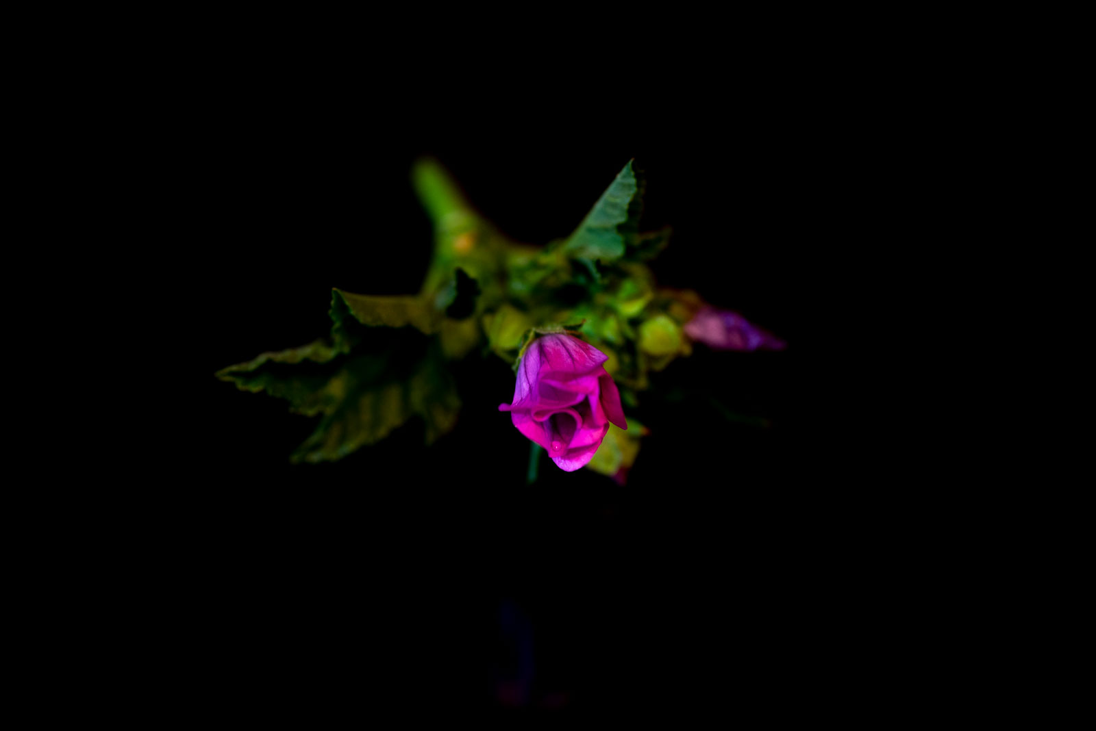 图丽镜头100-300mm微距版,图丽百微镜头