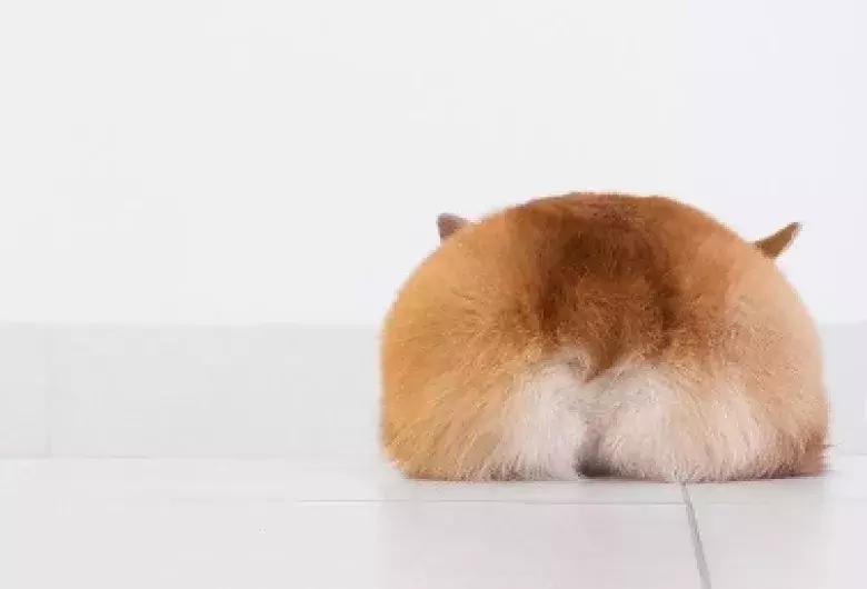 动物世界里最懒的动物是哪个,世上最懒的动物是猪