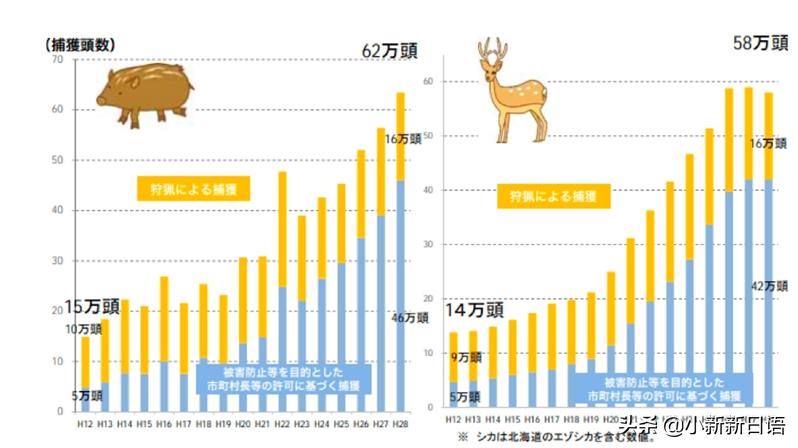 日本人为什么爱吃板栗,日本人为什么爱吃鱼