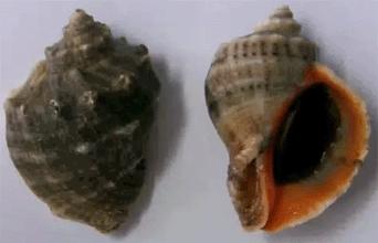 大连鱼市海鲜贝类品种,大连贝类海鲜图片大全