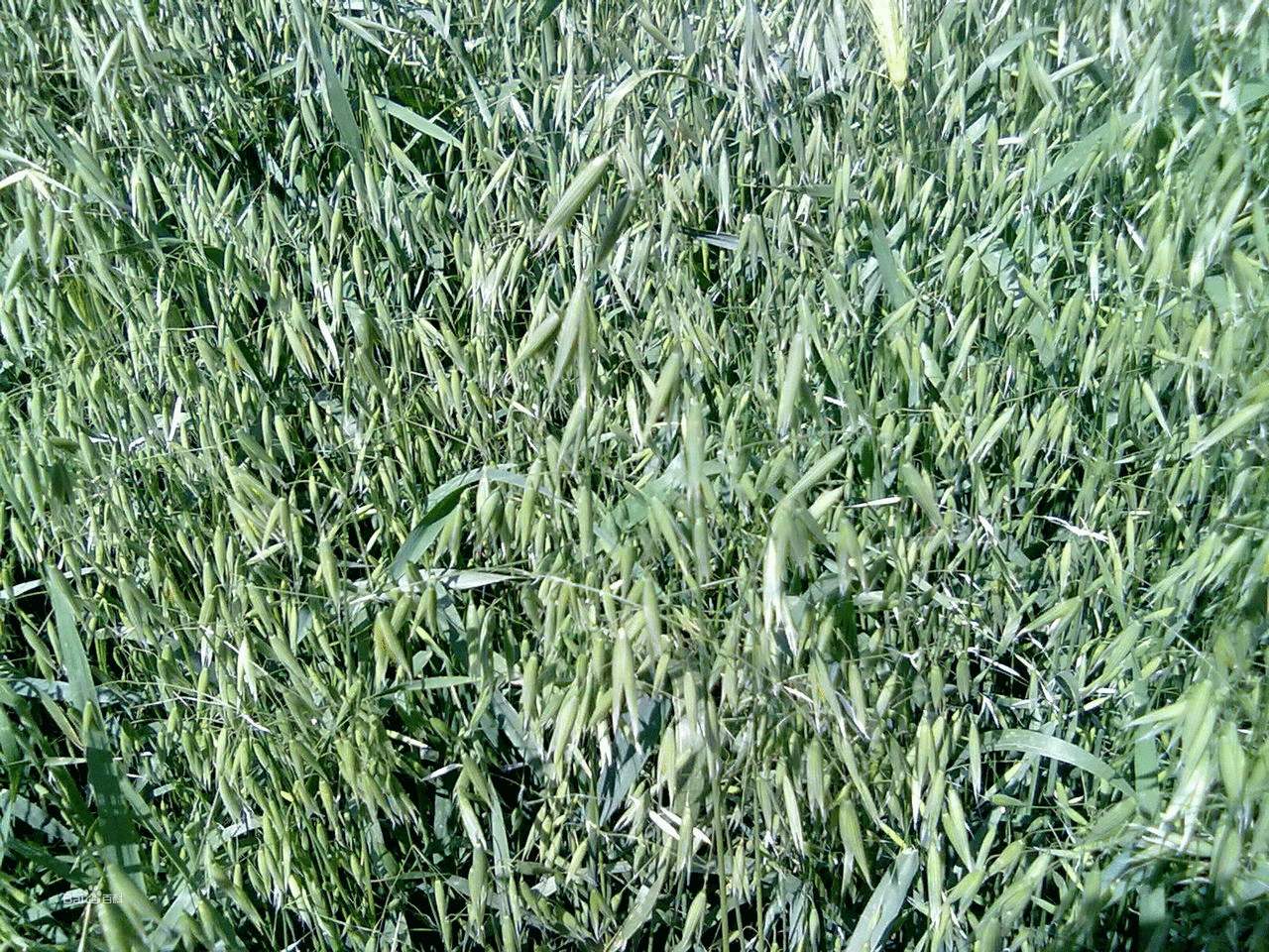 燕麦有什么好的营养价值呢,燕麦营养价值有那么高吗