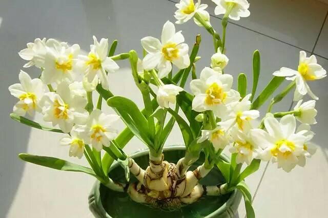 开败了的水仙花怎么处理,开败的水仙花种球