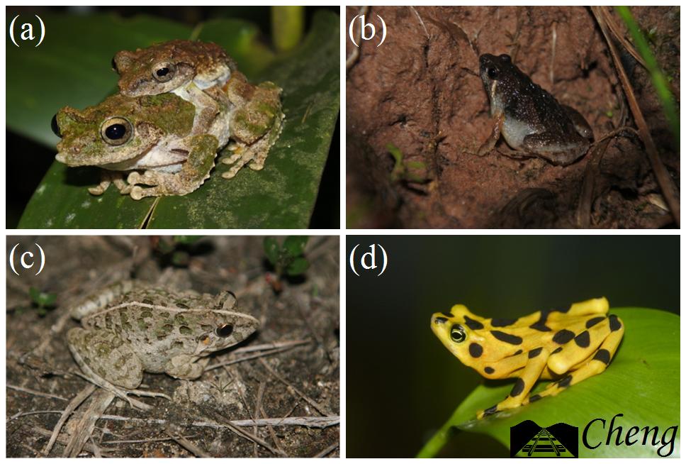 青蛙和癞蛤蟆哪一个更厉害,分不清蟾蜍和青蛙