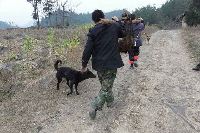农村环境越来越好，山上的野猪下山糟蹋庄稼了，教你5招对付它