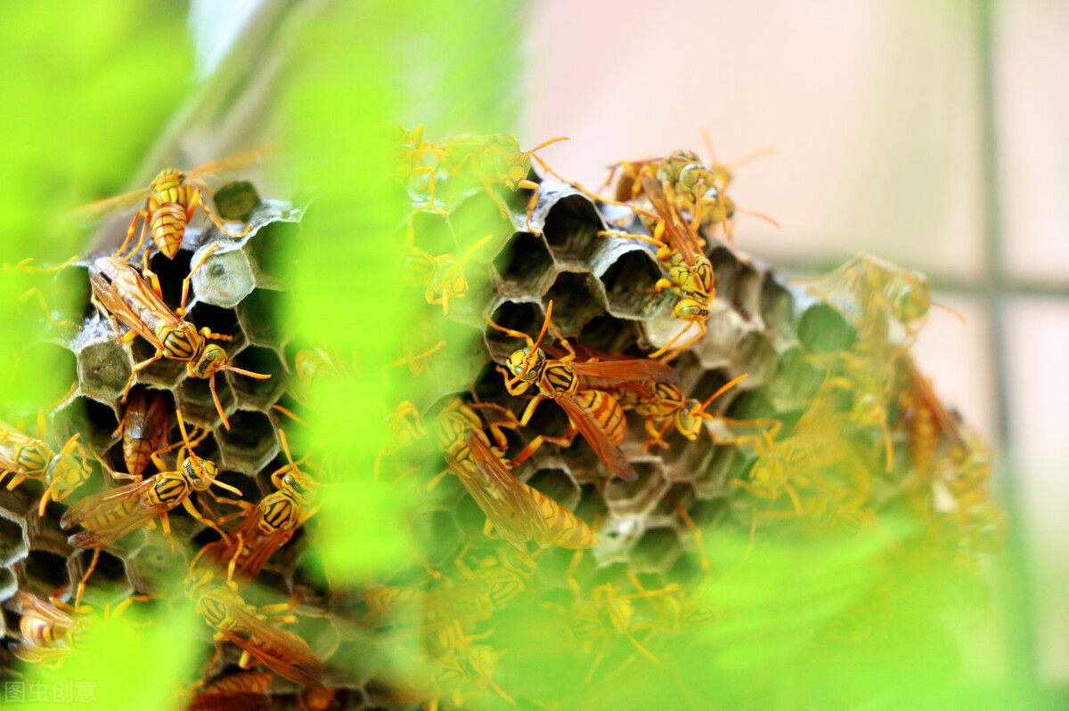 “蜜蜂眼儿”的由来