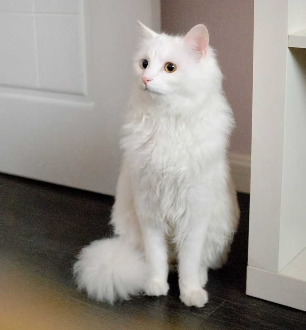 狮子猫吃什么罐头,狮子猫吃什么猫粮好